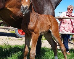 Pferd Carl Heinz Casimir (Holsteiner, 2020, von Contagio)