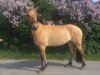 dressage horse Sindy (Fjord Horse, 2009)