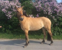 dressage horse Sindy (Fjord Horse, 2009)