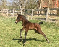 horse Wie schön GK (Oldenburg, 2020, from Fürstenball)