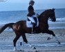 dressage horse Benedetto 6 (Westphalian, 2006, from Belissimo NRW)