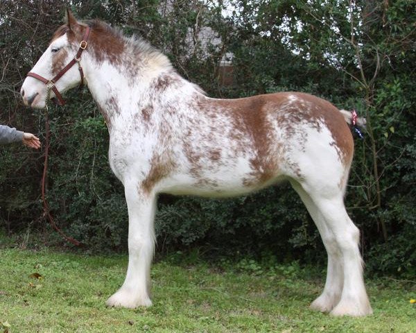 Pferd Maplewood Gypsy's Snowball (Clydesdale, 2007, von Cristal's Moses)