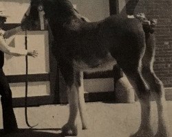 Pferd Maplewood Commodore's Lisa (Clydesdale, 1986, von Solomon's Commodore)