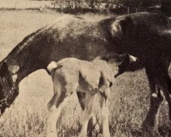 broodmare Maplewood Commodore's Anne (Clydesdale, 1981, from Solomon's Commodore)