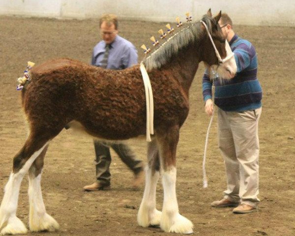 Pferd Maple Winds Son of Sultan (Clydesdale, 2011, von S B H Sultan)