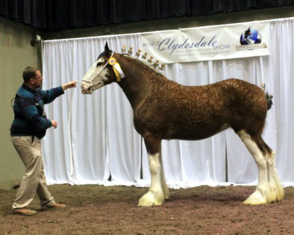 Pferd Maple Winds Merry Jane (Clydesdale, 2008, von Northwest Glenords Shea)