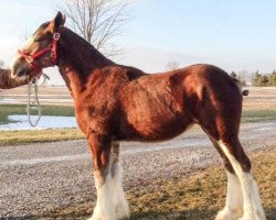 Pferd Mapledoon Sara (Clydesdale, 2013, von Ozark's Royal Accord)