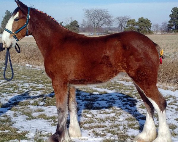 horse Mapledoon Vicky (Clydesdale, 2017, from Ozark's Royal Accord)