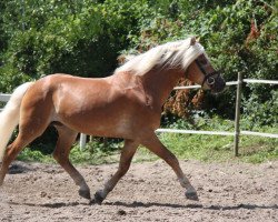 Deckhengst Wintersturm (Haflinger, 2004, von Winternacht)