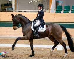 dressage horse Damon's classic (Westphalian, 2010, from Damon Hill)