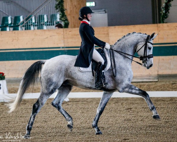 dressage horse Faberge RSM (Westphalian, 2012, from Franziskus FRH)