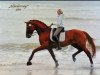 stallion Wild Soul (Hanoverian, 2002, from Weltmeyer)