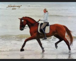 stallion Wild Soul (Hanoverian, 2002, from Weltmeyer)