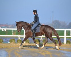 Zuchtstute Arienne (Rheinländer, 2011, von Aaron)