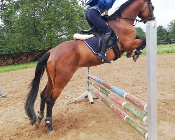 broodmare Cara Mia Z (Zangersheide riding horse, 2002, from Caretano Z)