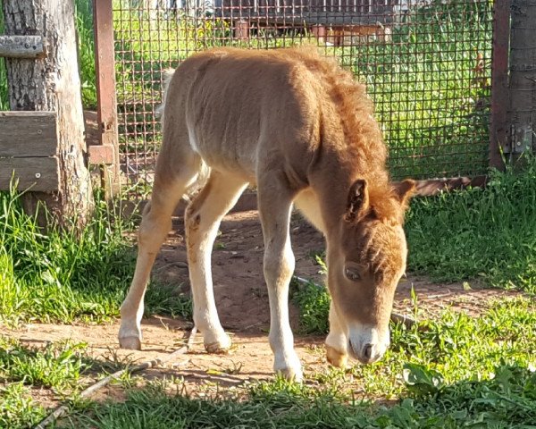 horse Butterblume von Abt (Dt.Part-bred Shetland pony, 2019, from Mikosch von Abt)