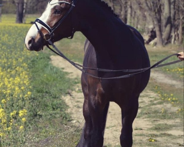 Dressurpferd Mr. Schoko (Deutsches Reitpony, 2016, von FS Mr. Right)