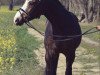 dressage horse Mr. Schoko (German Riding Pony, 2016, from FS Mr. Right)