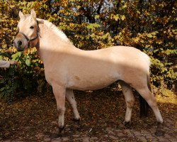 horse Gracieux d'Ober (Fjord Horse, 2016, from Kaulier)