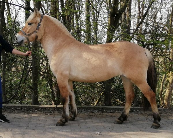 Pferd Gaya d'ober (Fjordpferd, 2016, von Kamil)