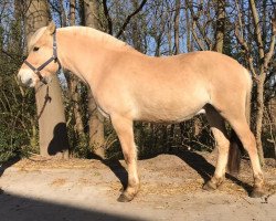 horse Herco d'ober (Fjord Horse, 2017, from Torsetblakken)