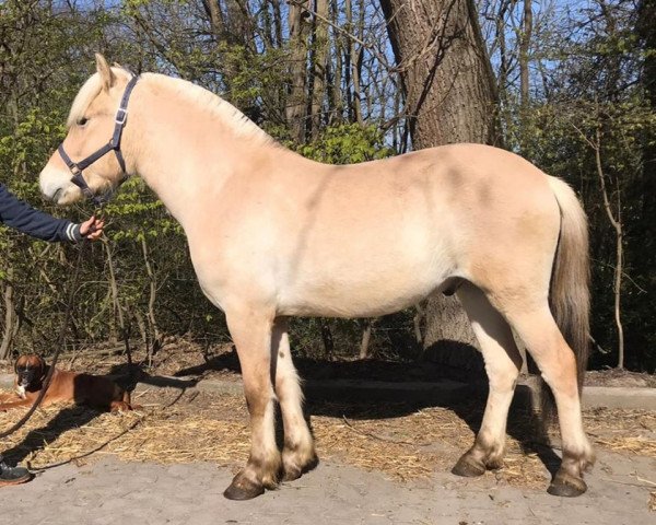 horse Haslan d'ober (Fjord Horse, 2017, from Fjellkaisar)