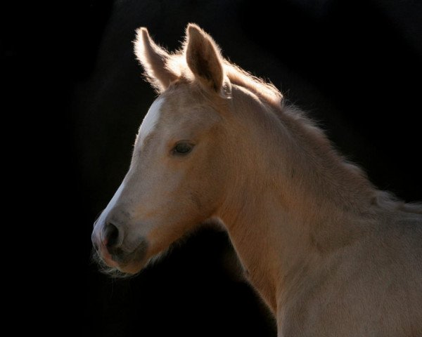 dressage horse Onaviles S (German Riding Pony, 2020, from Okawango Alpha)