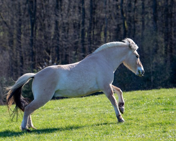 horse Defargo (Fjord Horse, 2013, from Doven)