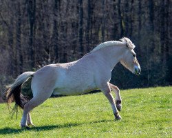 horse Defargo (Fjord Horse, 2013, from Doven)