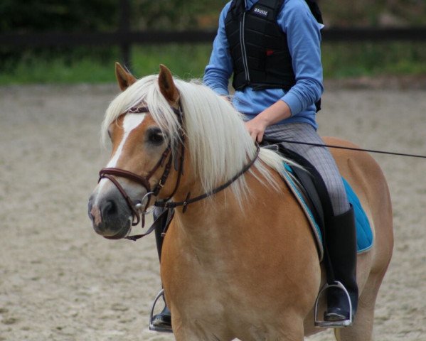 Pferd Sam 1073 (Haflinger, 1994, von Strato)