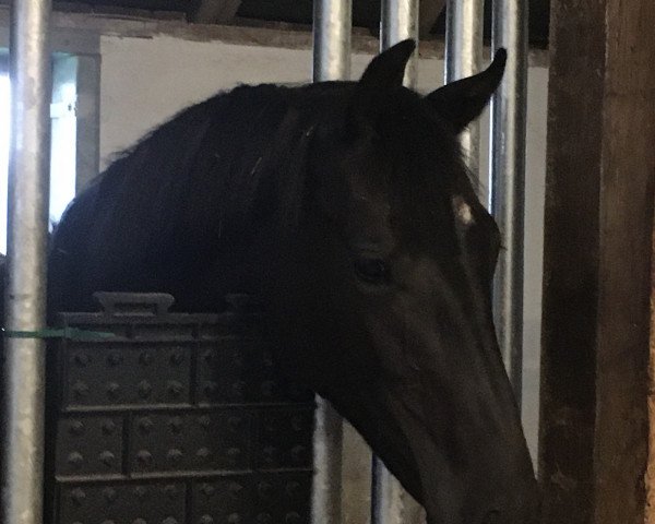 broodmare Wildrose LK (Oldenburg, 2019, from Secret)