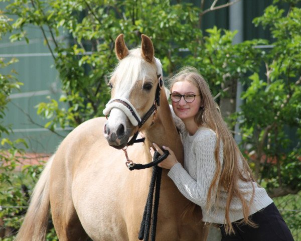 Zuchtstute Daily Sunrise 8 (Deutsches Reitpony, 2018, von Dreidimensional AT NRW)