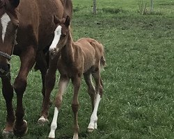 jumper Vieca (Hanoverian, 2020, from Viscerado)