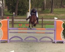 jumper Queen's Park 3 (Hanoverian, 2015, from Qualito)