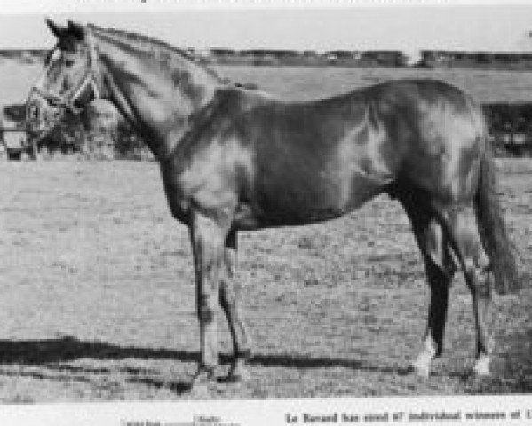 stallion Le Bavard xx (Thoroughbred, 1971, from Devon xx)