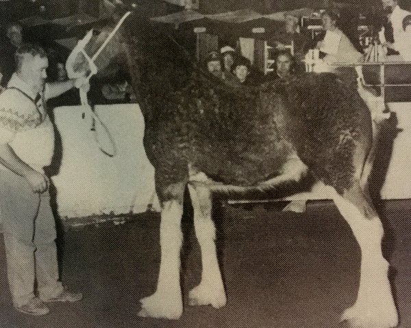 Pferd Mapledoon Miss Allie (Clydesdale, 1992, von Crown Vetch Royal Classic)