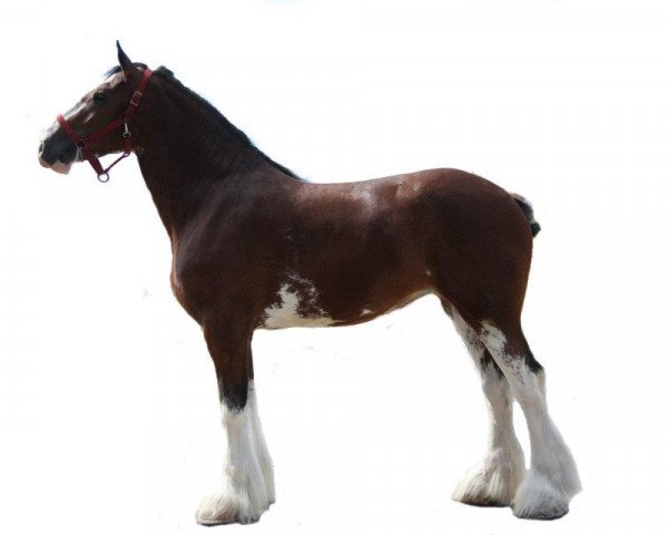 Zuchtstute Mapledoon Millie (Clydesdale, 2008, von Carson's Colonel J.R.)