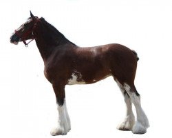 broodmare Mapledoon Millie (Clydesdale, 2008, from Carson's Colonel J.R.)