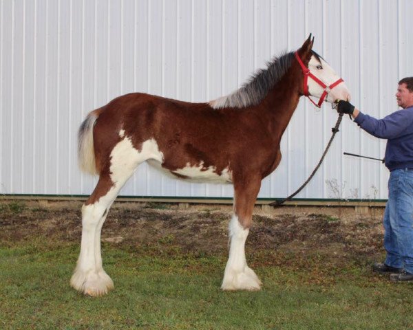 Zuchtstute Mapledoon Mariah (Clydesdale, 2016, von Ozark's Royal Accord)