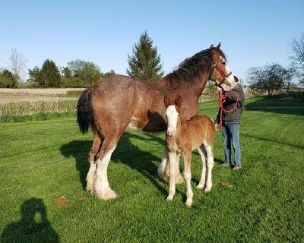 Zuchtstute Orion's Addy (Clydesdale, 2010, von Triple Corners L.T.)