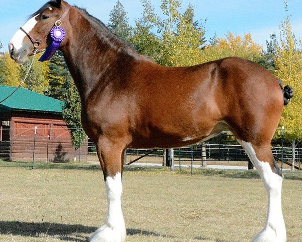 Pferd Mapledoon Mackenzie (Clydesdale, 2016, von Ozark's Royal Accord)