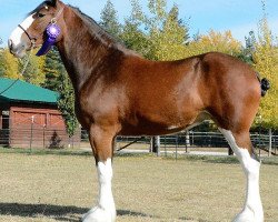 horse Mapledoon Mackenzie (Clydesdale, 2016, from Ozark's Royal Accord)