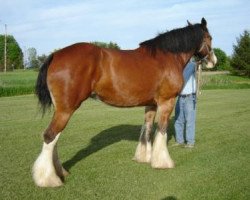 Zuchtstute Mapledoon Top Gun Gail (Clydesdale, 2005, von Twin Creek Victor's Top Gun)