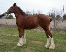 horse Mapledoon Lucky Lucy (Clydesdale, 2012, from Mapledoon Colonel's Nathan)