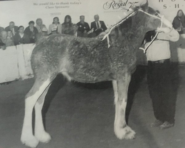 Zuchtstute Mapledoon Moira (Clydesdale, 1997, von Torrs Jubilant)