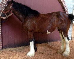 broodmare Mapledoon Jessie II (Clydesdale, 2009, from Mapledoon Colonel's Nathan)