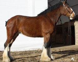 broodmare Mapledoon Janine (Clydesdale, 2011, from Mapledoon Colonel's Nathan)