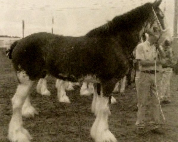 Pferd Mapledoon Erynne (Clydesdale, 2001, von Twin Creek Victor's Top Gun)