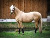 Dressurpferd Sunny (Deutsches Reitpony, 2010)