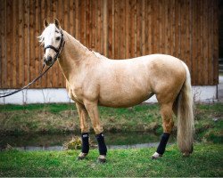 Dressurpferd Sunny (Deutsches Reitpony, 2010)